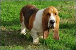 De quelle race est-il ?