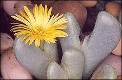 Parmi les plantes-cailloux, il y a le lithops et le conophytum. Laquelle est sur la photo ?