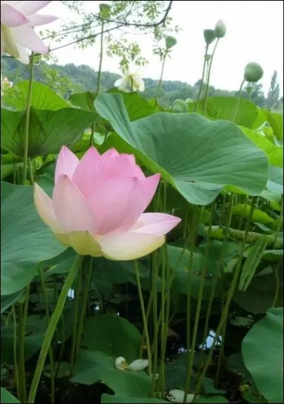 Une plante msohygrophyte vit dans un milieu :