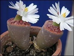 Cette plante est un lithops, c'est une plante :
