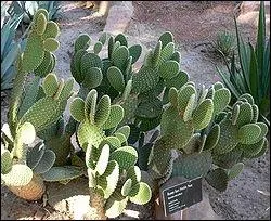Cette plante fait partie des cactus. On l'appelle communment figuier de Barbarie ou :