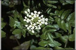 Nasturnium officinale est une brassicace appele ?