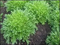 La scarole et la frise sont de la mme famille, laquelle est sur la photo ?