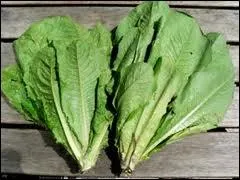 Quelle sorte de salade est la romaine ?