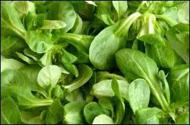 Valerianella locusta est une salade aussi appele raiponce. Il s'agit ?