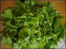 Cette salade est une sorte de laitue aussi appele frise rouge. C'est ?