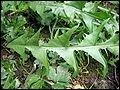 Celle-ci, aussi appele dent-de-lion, est bonne pour la digestion. Son nom latin est taraxacum officinalis :