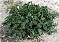 Eruca sativa dsigne une brassicace qui se consomme en salade. C'est ?