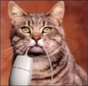 Lorsque vous avez fait toute une série de quiz et que vous avez remporté les défis, vous savourez votre victoire. Dans quel sens est utilisé ce verbe ?