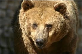 Quelles sont les sous-espèces de l'ours brun, en Amérique ?