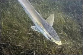 Quel est l'autre nom de la Rmora ?