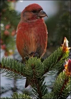 A quoi servent les  mandibules croises  du bec crois ?