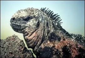 Ce reptile est un Gecko Marin vous pourrez l'observer dans l'le Maurice.