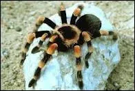 Les mygales muent - elles ?