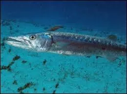 Ceci est un brochet de mer, aussi appel tigre des mers...