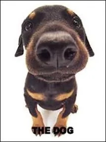 Quelle est la race de ce chien de garde ?