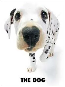 Quelle est la race de ce chien mouchet de noir ?