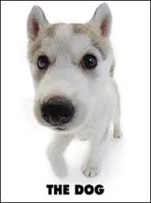 Quelle est la race de ce chien de traneau ?