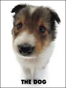 Quelle est la race de ce chien qui semble tout doux et pelucheux ?