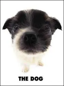 Quelle est la race de ce chien ?