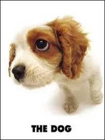 Quelle est la race de ce chien ?