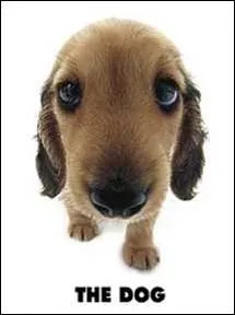 Quelle est la race de ce chien ?