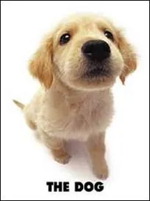 Quelle est la race de ce chien trs pris car affectueux ?