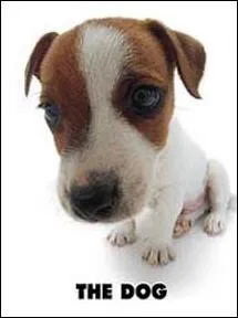 Quelle est la race de ce chien ?