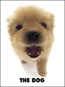 Quelle est la race de ce chien ?