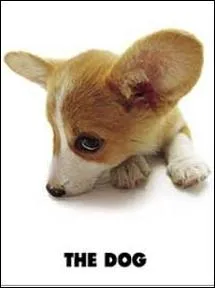 Quelle est la race de ce chien ?