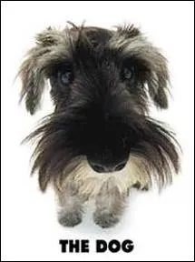 Quelle est la race de ce chien ?