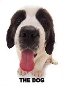 Quelle est la race de ce chien ?