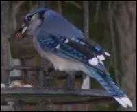 Avec quel animal Minto a-t-elle fusionn ?