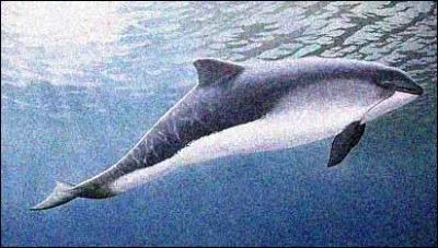 Avec quel animal Ltasu a-t-elle fusionn ?