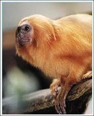 Avec quel animal Pudding a-t-elle fusionn ?