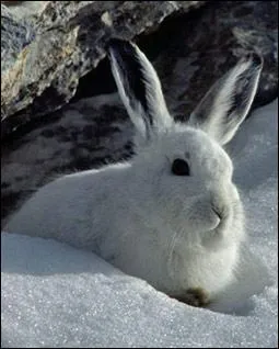 Avec quel animal Berry a-t-elle fusionn ?