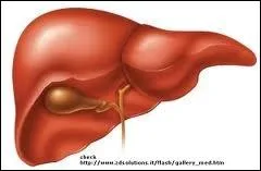 Quelle est cette partie du corps ?