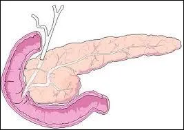 Quelle est cette partie du corps ?