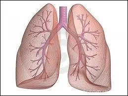 Quelle est cette partie du corps ?