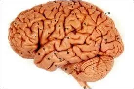 Quelle est cette partie du corps ?