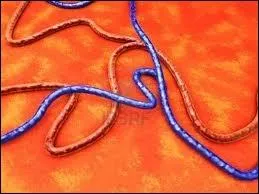 Quelle est cette partie du corps ?