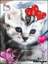 Combien de temps une chatte garde-t-elle ses petits dans son ventre ?