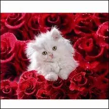 Quel est le plus gros chat domestique ?