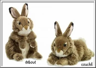 Le radiologue vous demande tour  tour de prendre la  position  couche puis la  position assise . Quel sens donne-t-on  ce mot ?