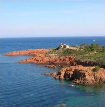 Elles embellissent le littoral varois de leurs couleurs pourpres entre Saint-Raphael et Le Trayas ... .