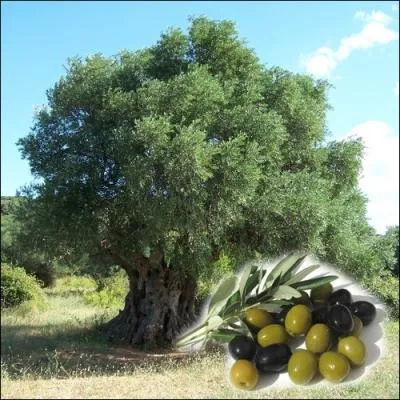 Chaque anne  Ollioules, dbut octobre on fte l'olivier. Mais savez-vous comment s'appelle un olivier sauvage en botanique ,