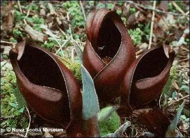 Cette plante de la famille des araces pousse dans des endroits marcageux. Elle produit suffisamment de chaleur pour lever la temprature du sol. Comment se nomme-t-elle ?