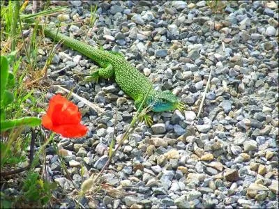  Il tait d'un vert (... ), sem sur les flancs de trs petits points (... ), et, sur le dos, de lunules (... ), d'un bleu de pastel.  