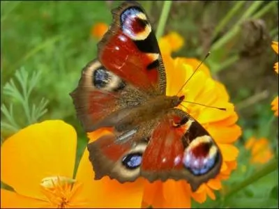 Orthographe et accord : Le radieux paon-de-jour, en velours cramoisi, frappé d'yeux (... ), attend.