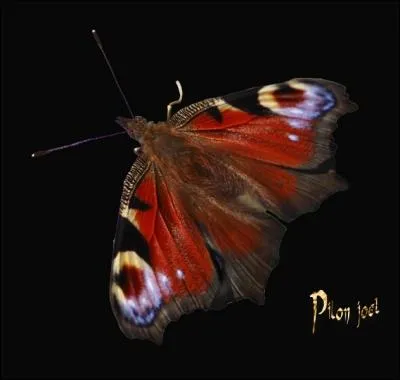 Homophonie : J'entrouvre de force (... ) ailes de diablotin luxueux ;